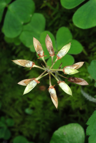 Tiarella stolonifera (Tiarella stolonifera)