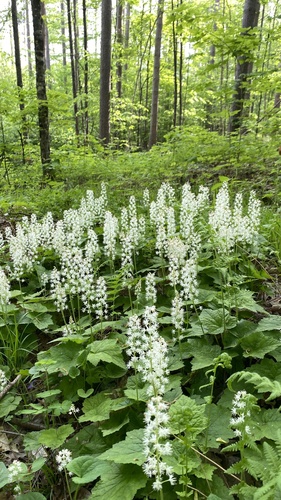 Tiarella stolonifera (Tiarella stolonifera)