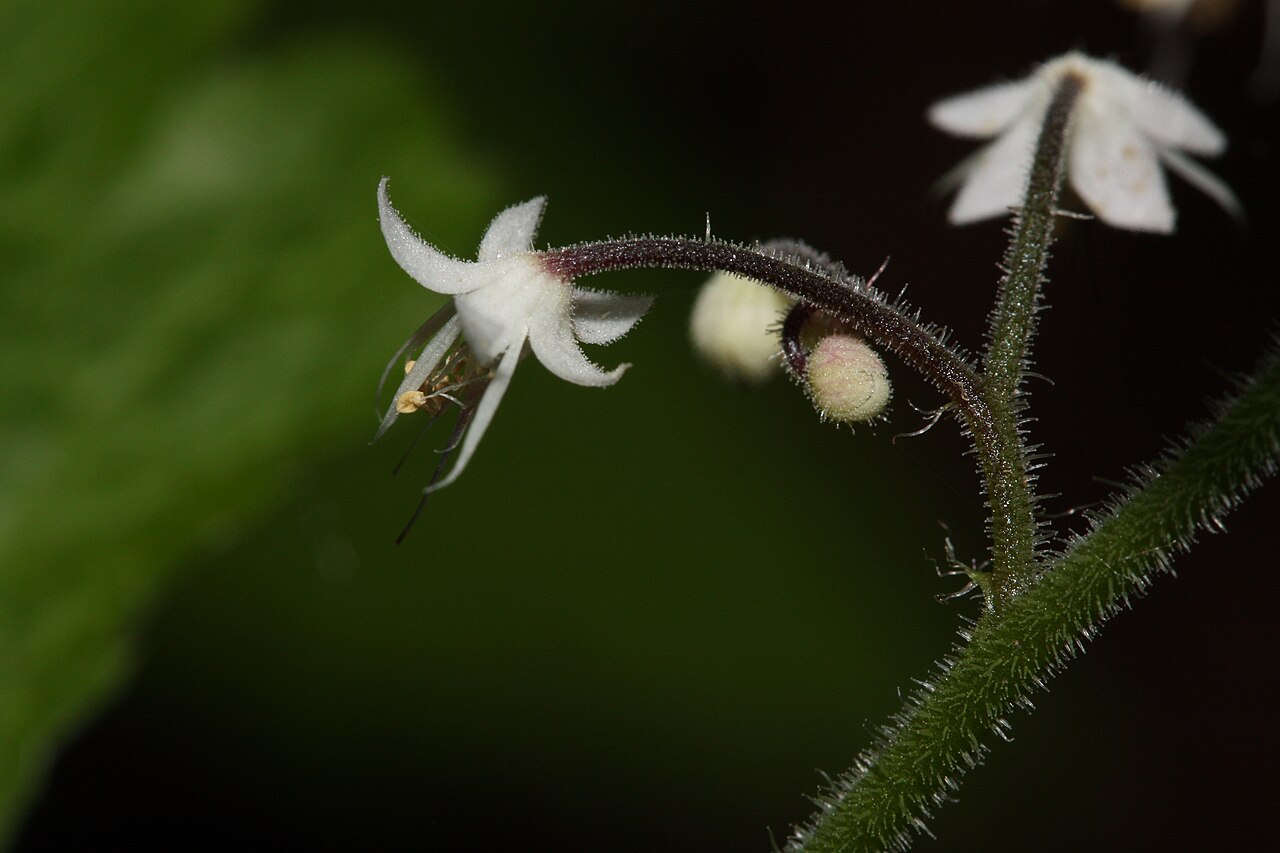 Threeleaf foamflower: Trefoil Foamflower, Trefoil False Mitrewort
