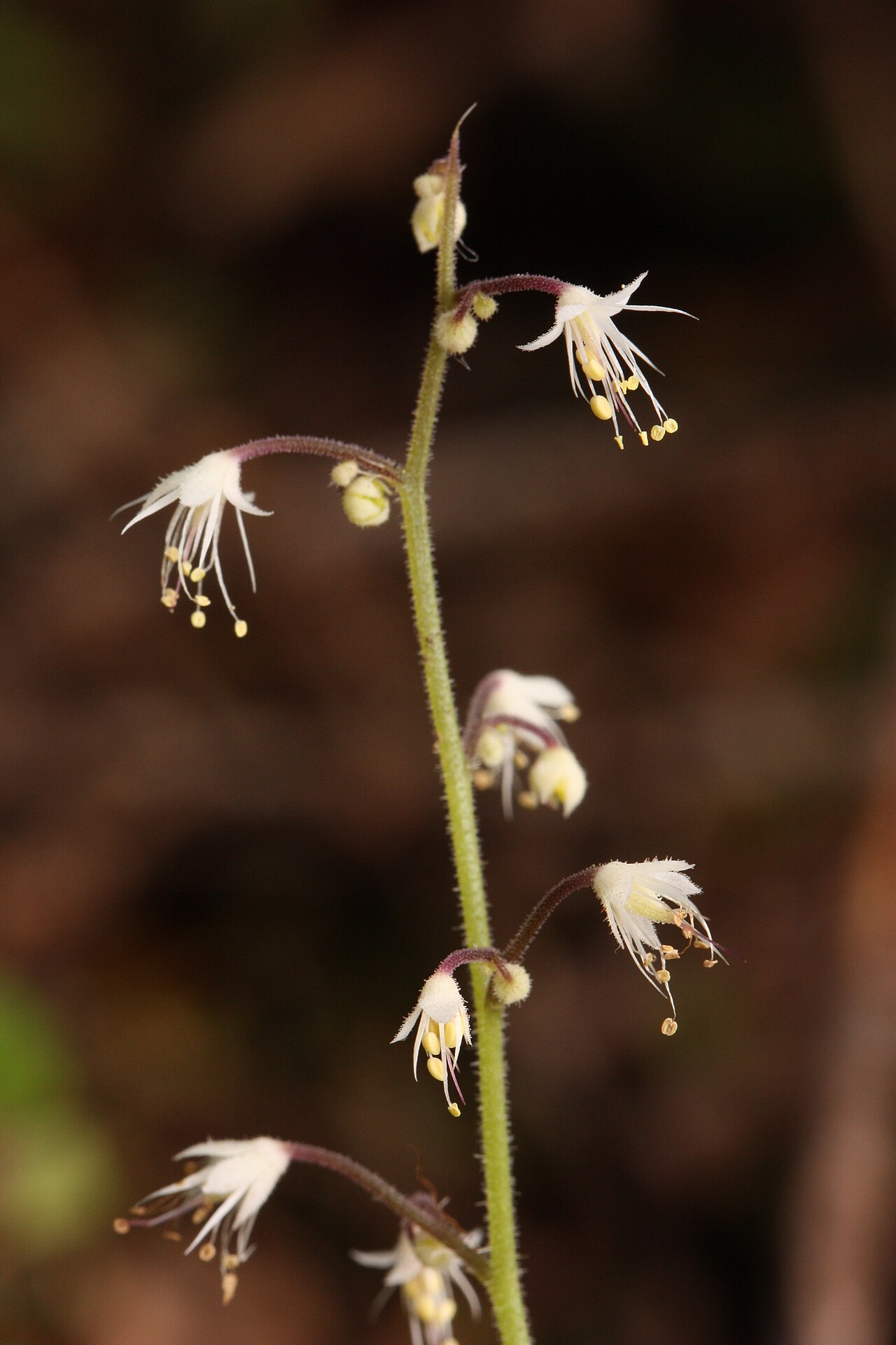 Threeleaf foamflower: Trefoil Foamflower, Trefoil False Mitrewort