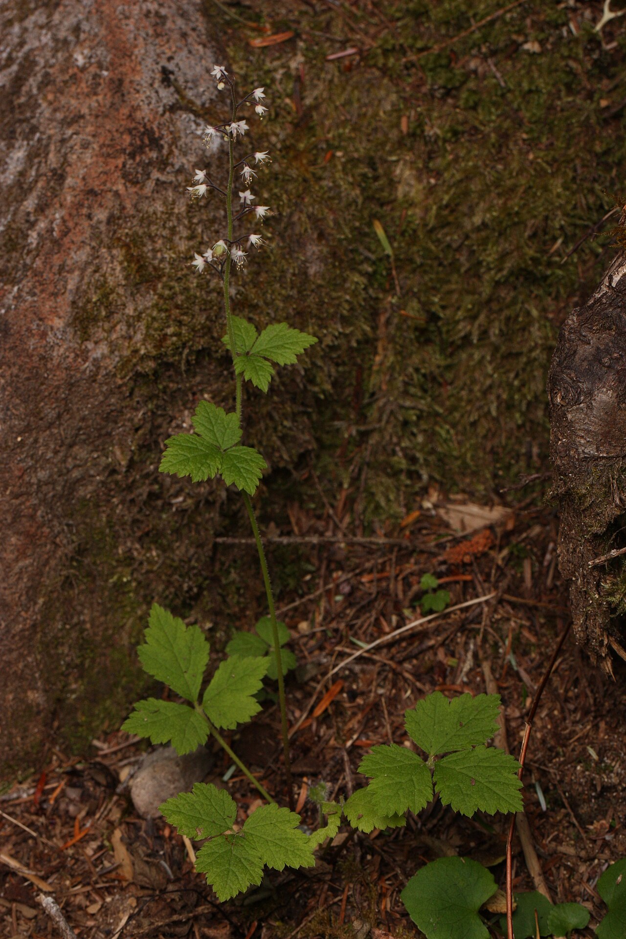 Threeleaf foamflower: Trefoil Foamflower, Trefoil False Mitrewort