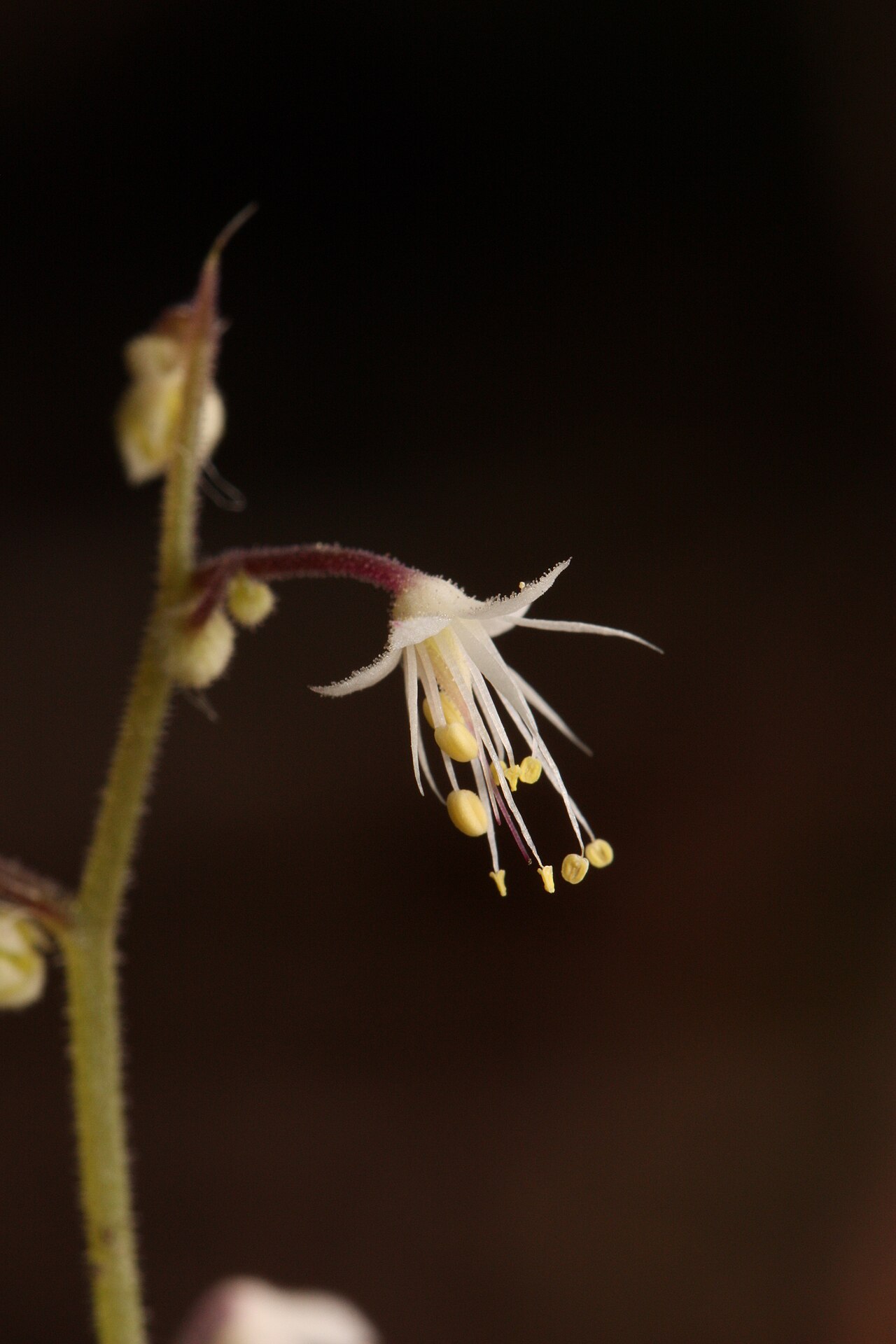 Threeleaf foamflower: Trefoil Foamflower, Trefoil False Mitrewort