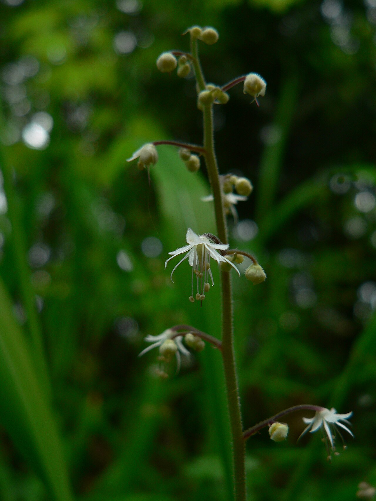 Threeleaf foamflower: Threeleaf Foamflower