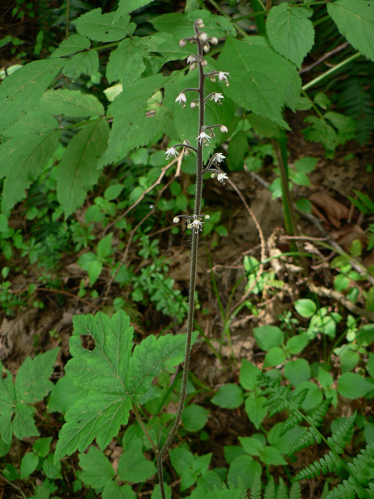 Threeleaf foamflower: Threeleaf Foamflower