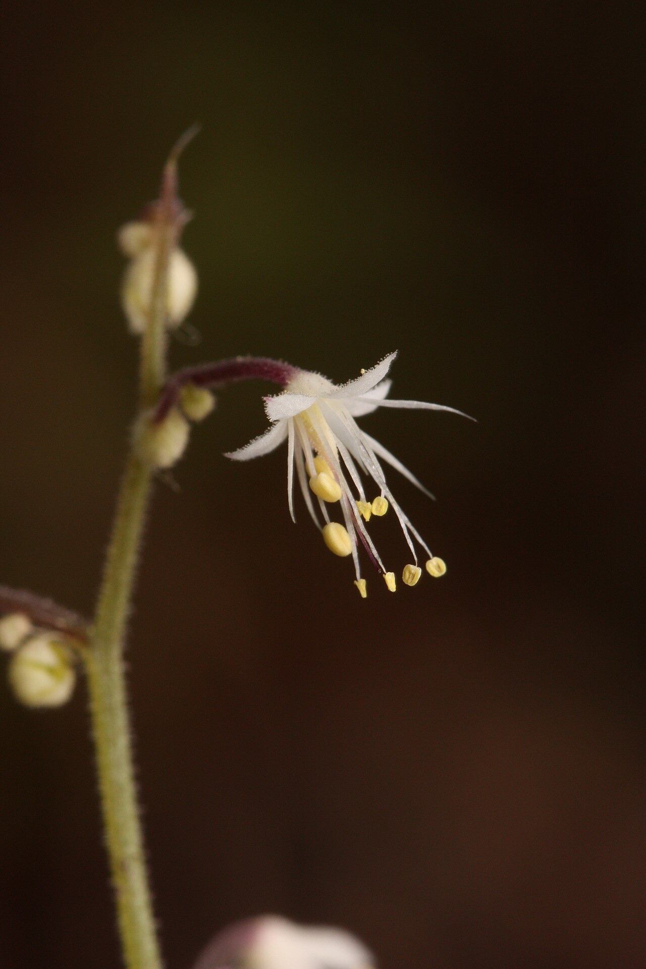Threeleaf foamflower: Trefoil Foamflower, Trefoil False Mitrewort