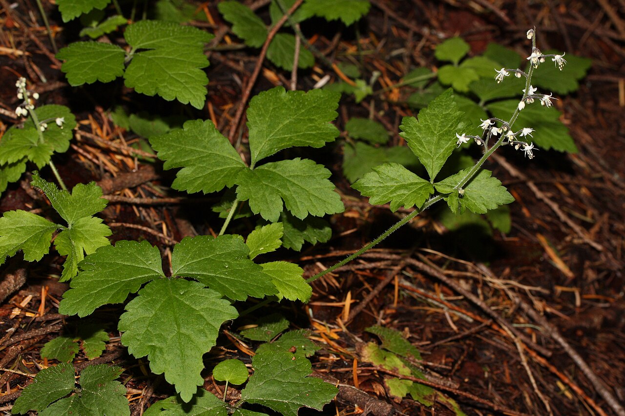 Threeleaf foamflower: Trefoil Foamflower, Trefoil False Mitrewort