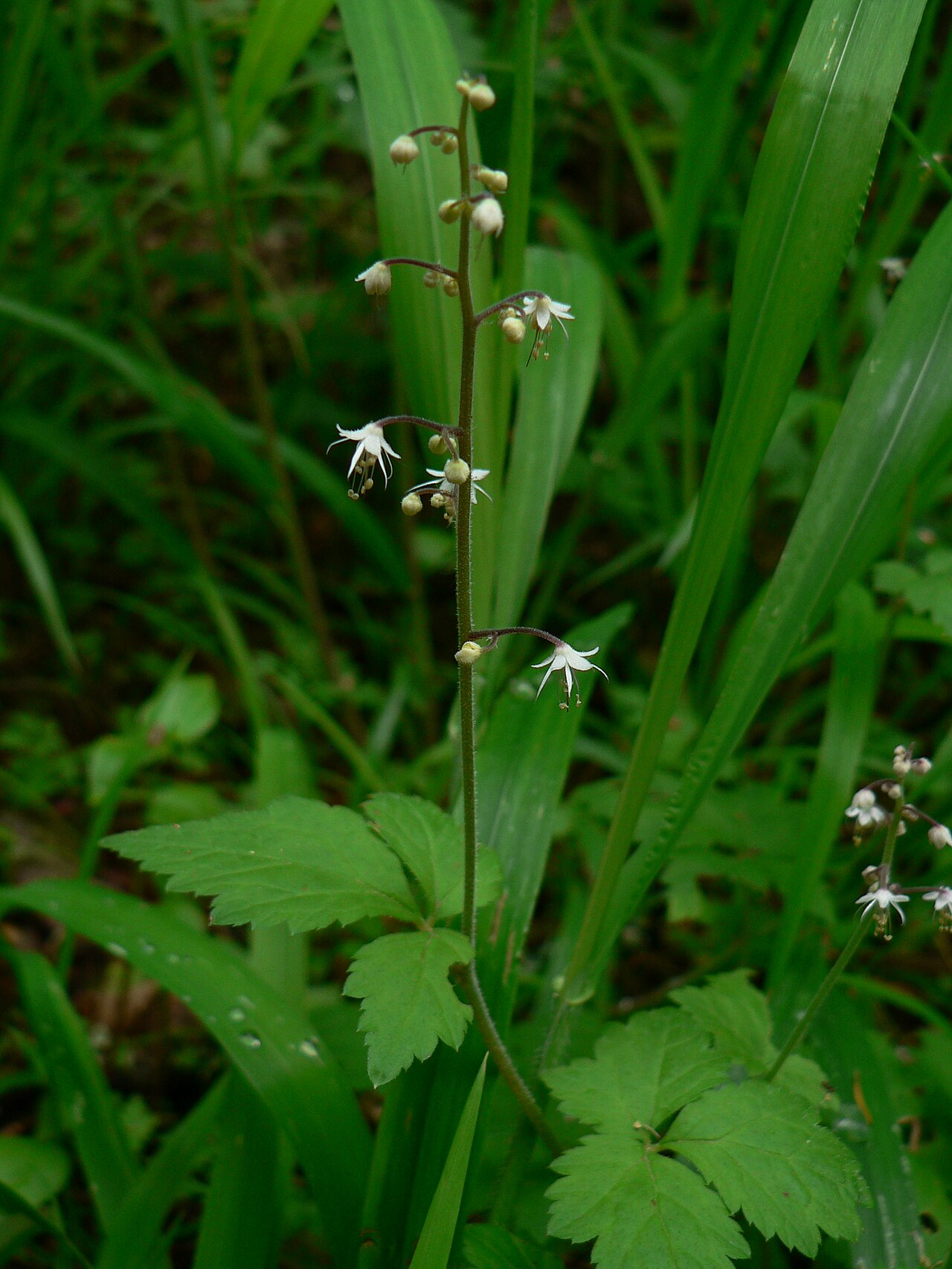 Threeleaf foamflower: Threeleaf Foamflower