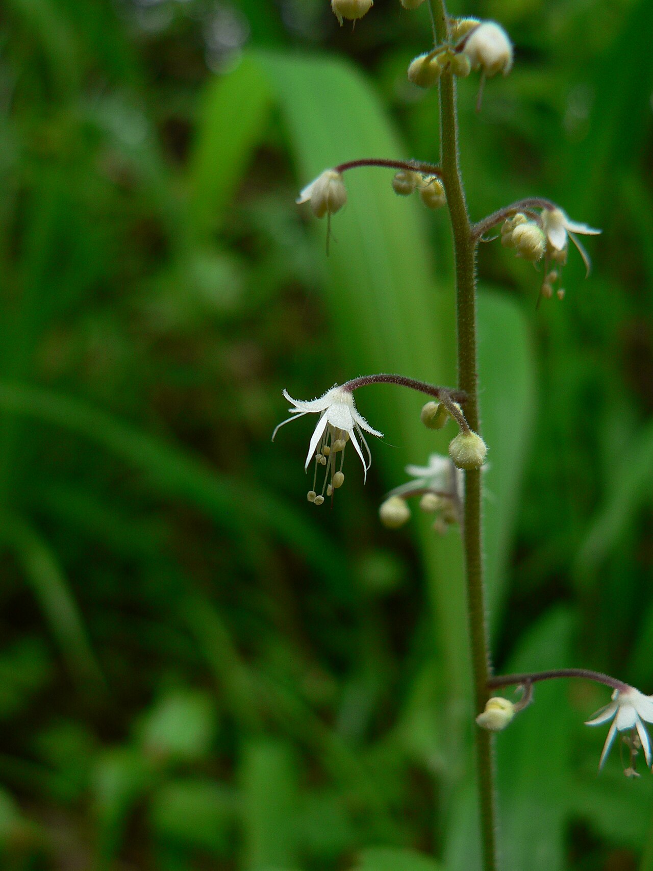 Threeleaf foamflower: Threeleaf Foamflower