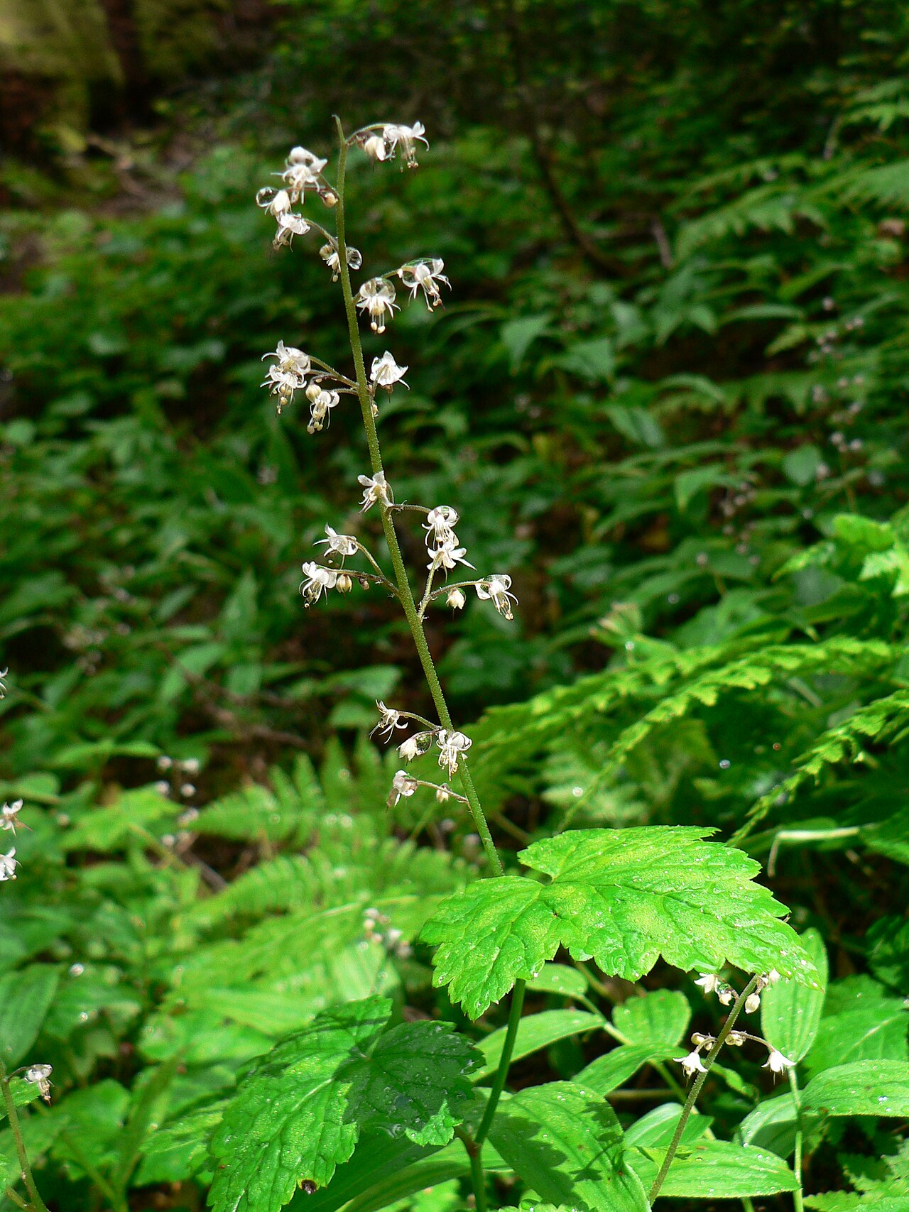 Threeleaf foamflower: Coolwort