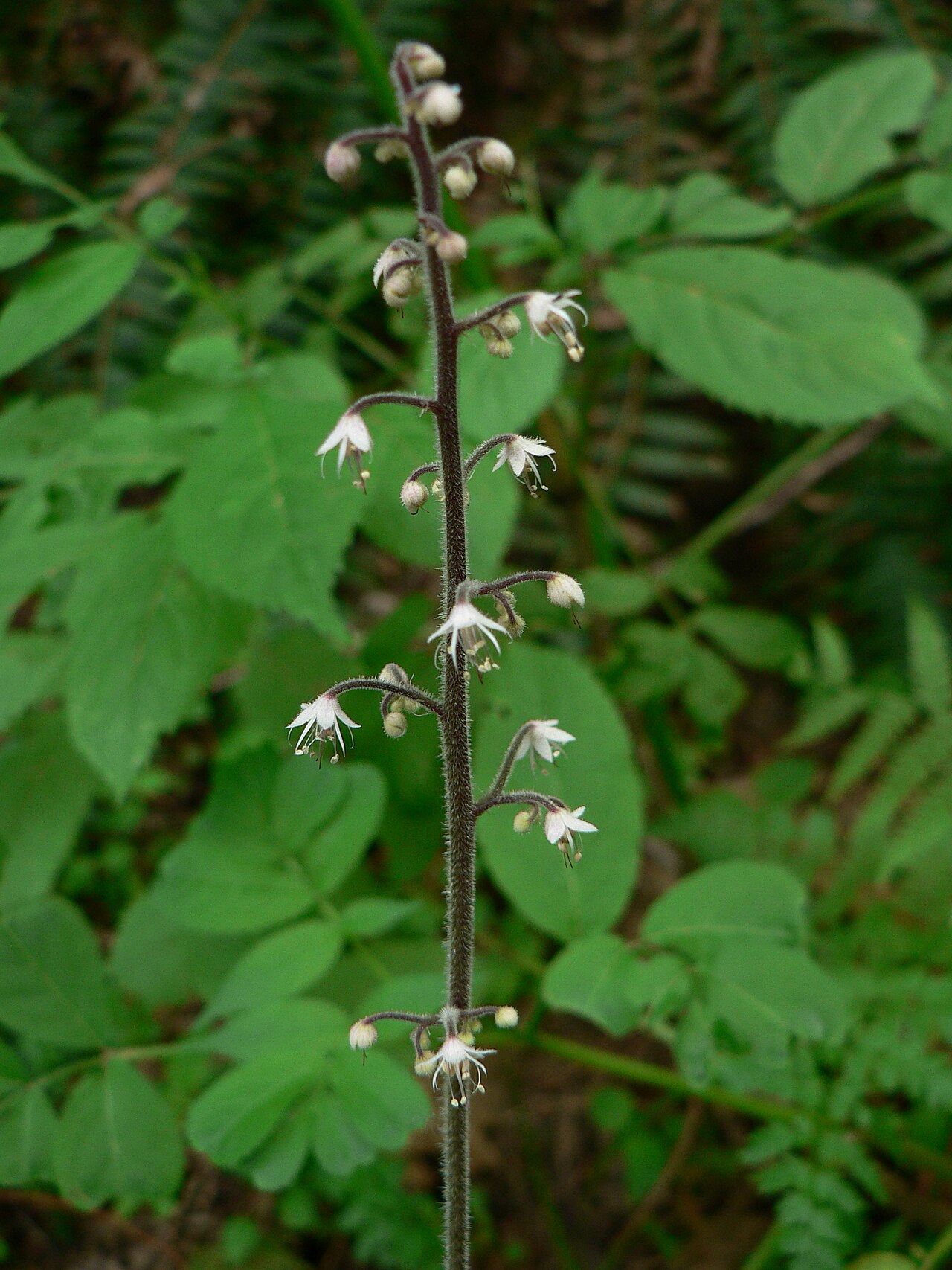Threeleaf foamflower: Threeleaf Foamflower