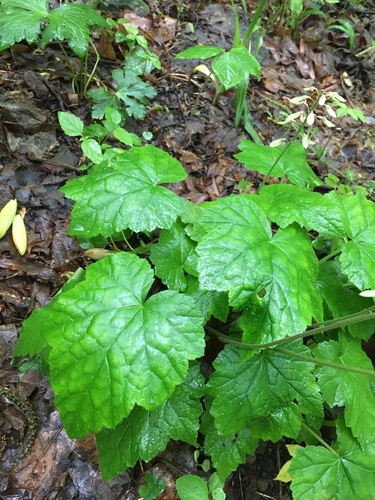 Tiarella wherryi (Tiarella wherryi)