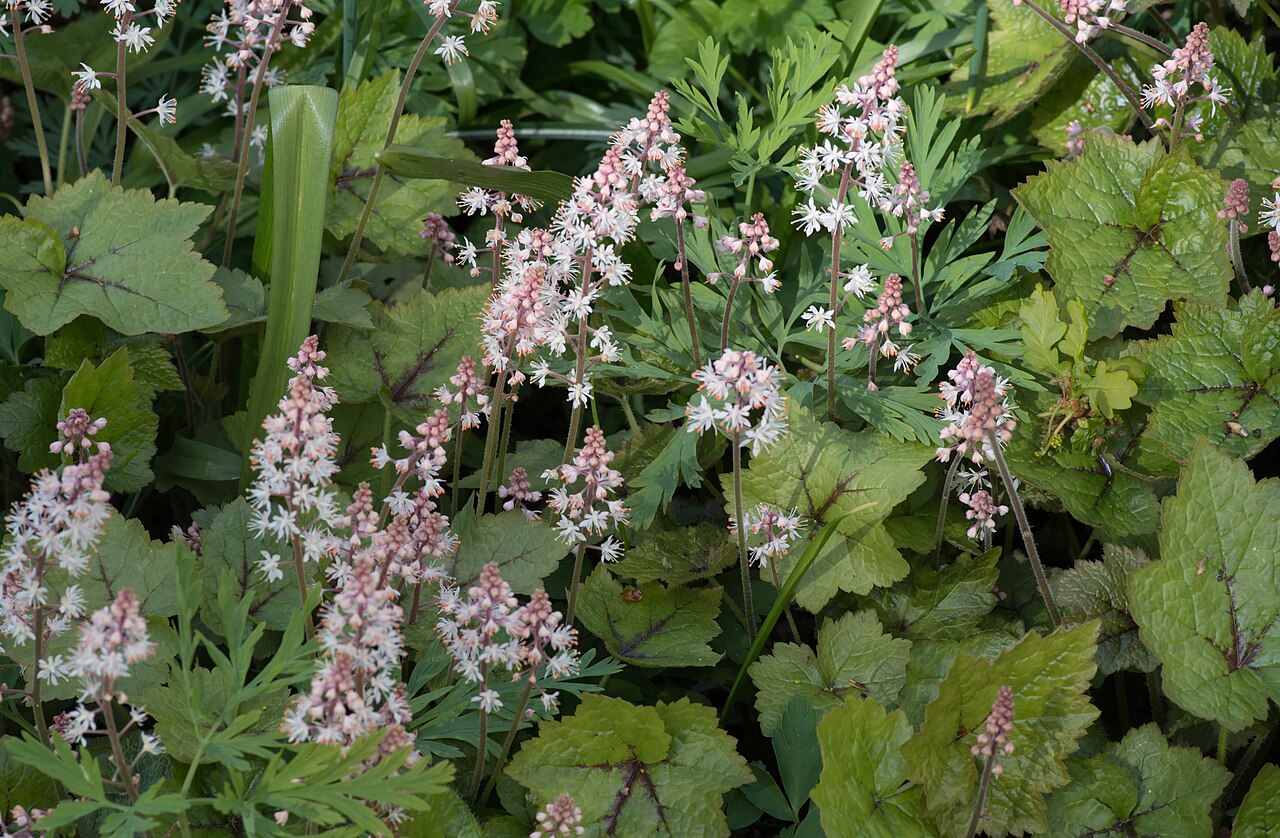 Tiarella wherryi: Tiarella wherryi - Foam flower - Kew Gardens