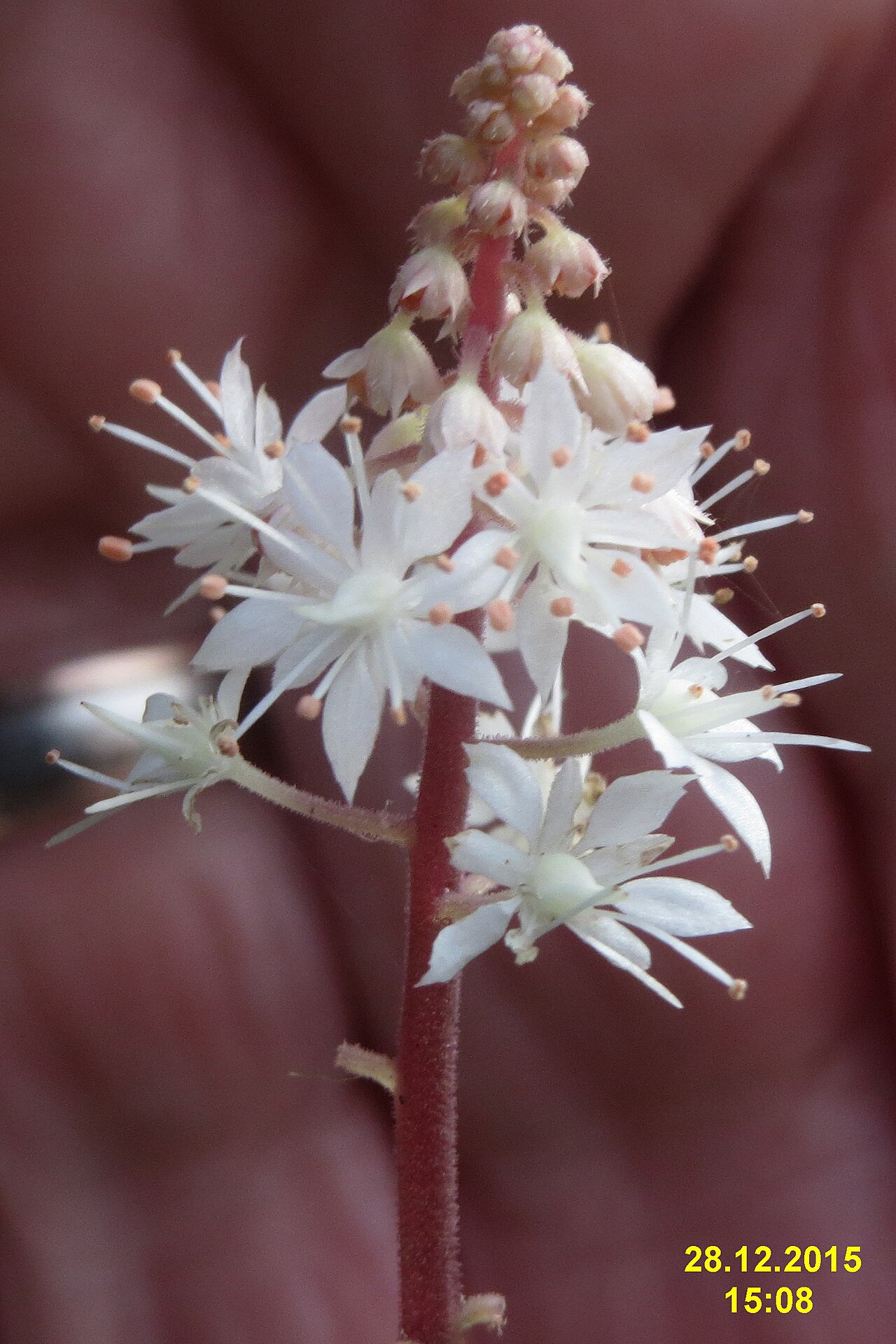 Tiarella wherryi: A foamflower.