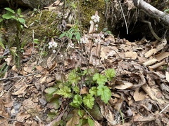 Tiarella wherryi (Tiarella wherryi)
