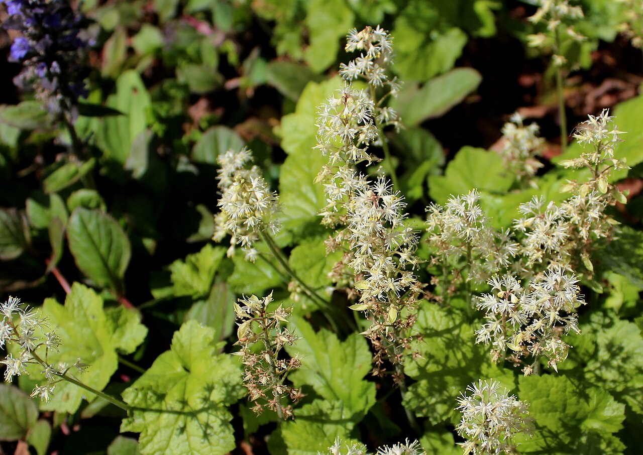 Tiarella wherryi: Tiarella wherryi. The Botanical Garden of the University of Latvia
