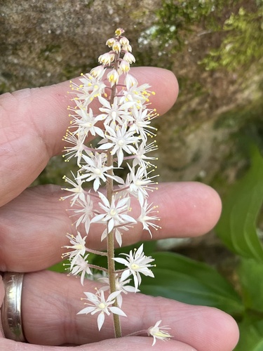 Tiarella wherryi (Tiarella wherryi)
