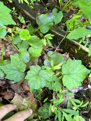 Tiarella wherryi (Tiarella wherryi)