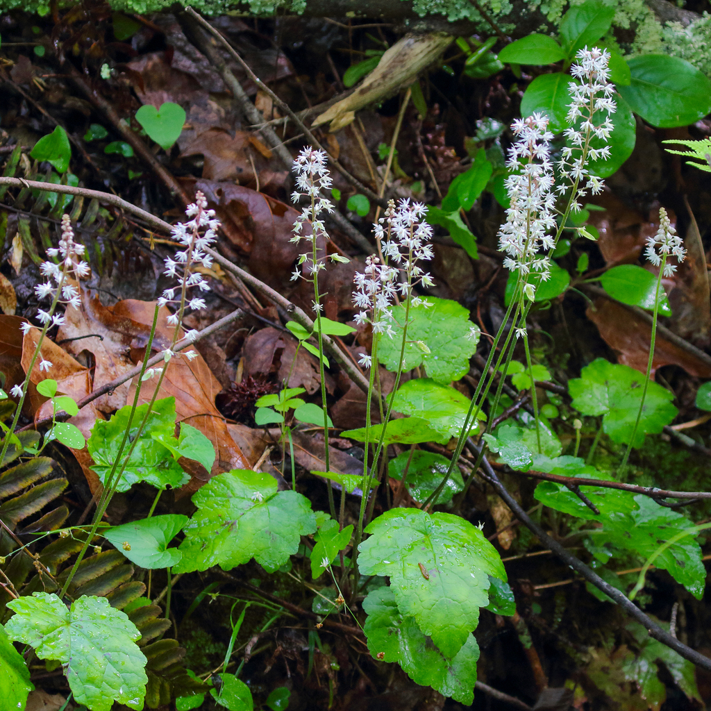 Tiarella wherryi (Tiarella wherryi)