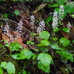 Tiarella wherryi (Tiarella wherryi)