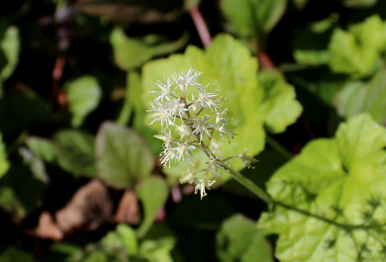 Tiarella wherryi: Tiarella wherryi. The Botanical Garden of the University of Latvia