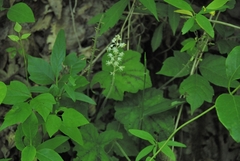 Tiarella wherryi (Tiarella wherryi)