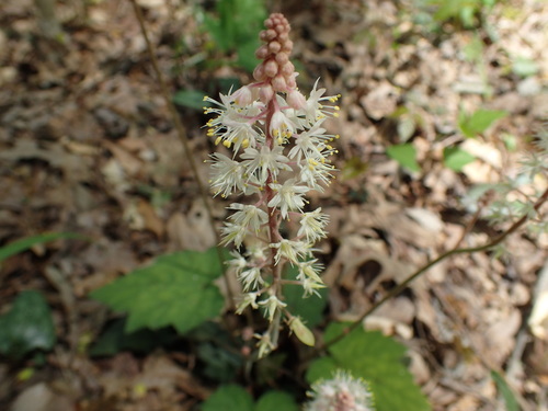 Tiarella wherryi (Tiarella wherryi)