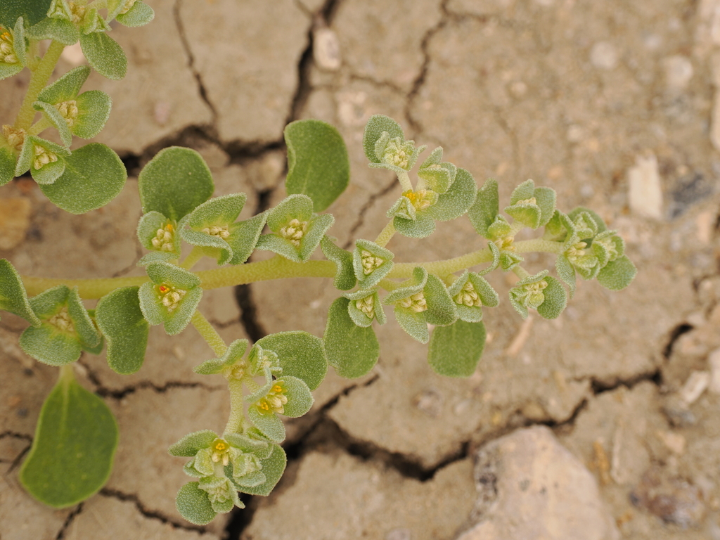 Fleshy honeysweet (Tidestromia carnosa)
