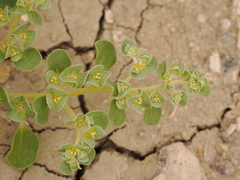Fleshy honeysweet (Tidestromia carnosa)
