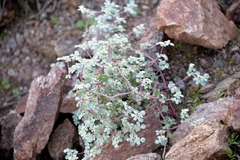 Woolly honeysweet (Tidestromia lanuginosa)