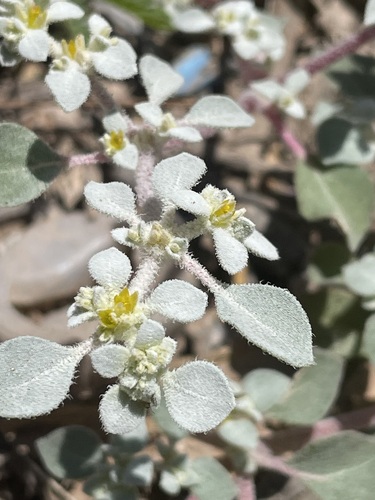 Woolly honeysweet (Tidestromia lanuginosa)
