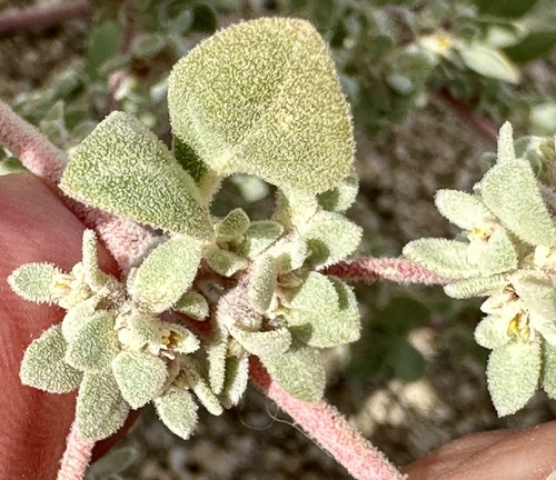 Woolly honeysweet (Tidestromia lanuginosa)