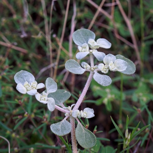 Woolly honeysweet (Tidestromia lanuginosa)