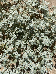Woolly honeysweet (Tidestromia lanuginosa)