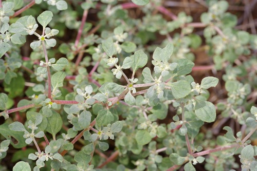 Woolly honeysweet (Tidestromia lanuginosa)