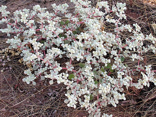 Woolly honeysweet: Tidestromia lanuginosa , a Sonoran Desert annual that grows and flowers after summer rains. Photographed at Phoenix, Maricopa Co., Arizona, USA