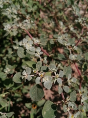 Woolly honeysweet (Tidestromia lanuginosa)
