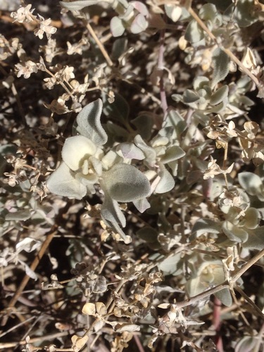 Shrubby honeysweet (Tidestromia suffruticosa)