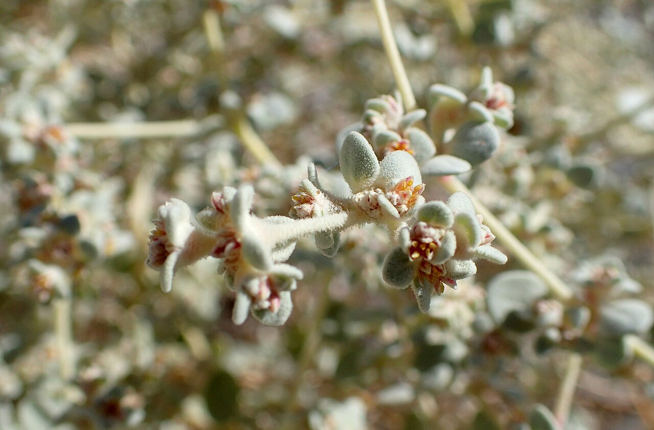 Shrubby honeysweet: Tidestromia suffruticosa var. oblongifolia; roadside 12 km W from Death Valley Junction, California