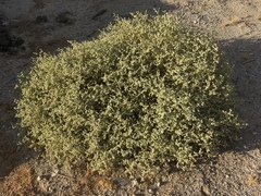 Shrubby honeysweet (Tidestromia suffruticosa)