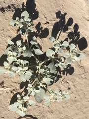 Shrubby honeysweet (Tidestromia suffruticosa)