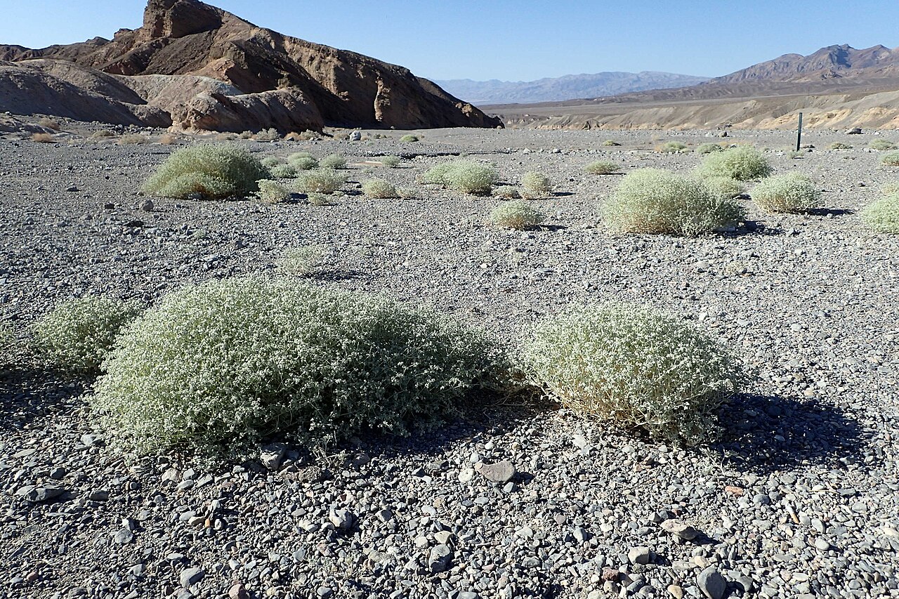 Shrubby honeysweet: Shrubby honeysweet ( Tidestromia suffruticosa var. oblongifolia ) by Zabriskie Point parking, Death Valley, California