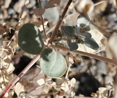 Shrubby honeysweet (Tidestromia suffruticosa)