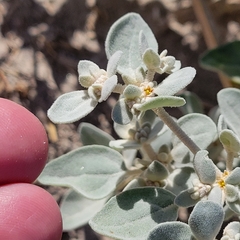 Shrubby honeysweet (Tidestromia suffruticosa)