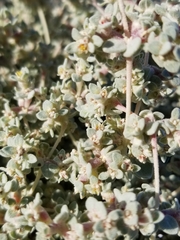 Shrubby honeysweet (Tidestromia suffruticosa)