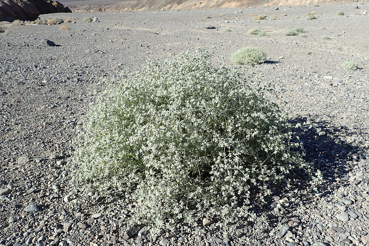 Shrubby honeysweet: Shrubby honeysweet ( Tidestromia suffruticosa var. oblongifolia ) by Zabriskie Point parking, Death Valley, California