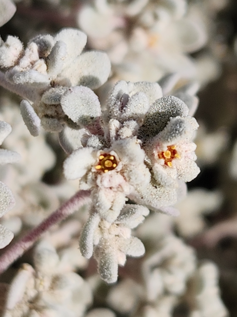Shrubby honeysweet (Tidestromia suffruticosa)