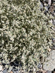 Shrubby honeysweet (Tidestromia suffruticosa)