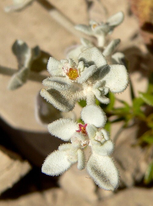 Shrubby honeysweet: Tidestromia suffruticosa var. oblongifolia in Furnace Creek Wash, Death Valley , California