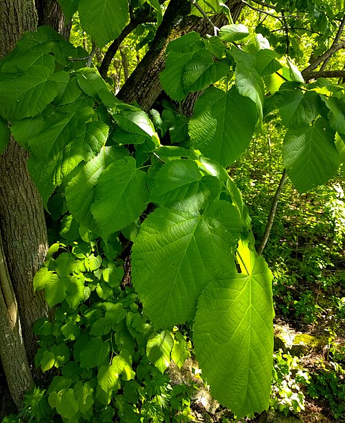 American basswood: Oakfield Ledge Wisconisn State Natural Area #190 Fond du Lac County
