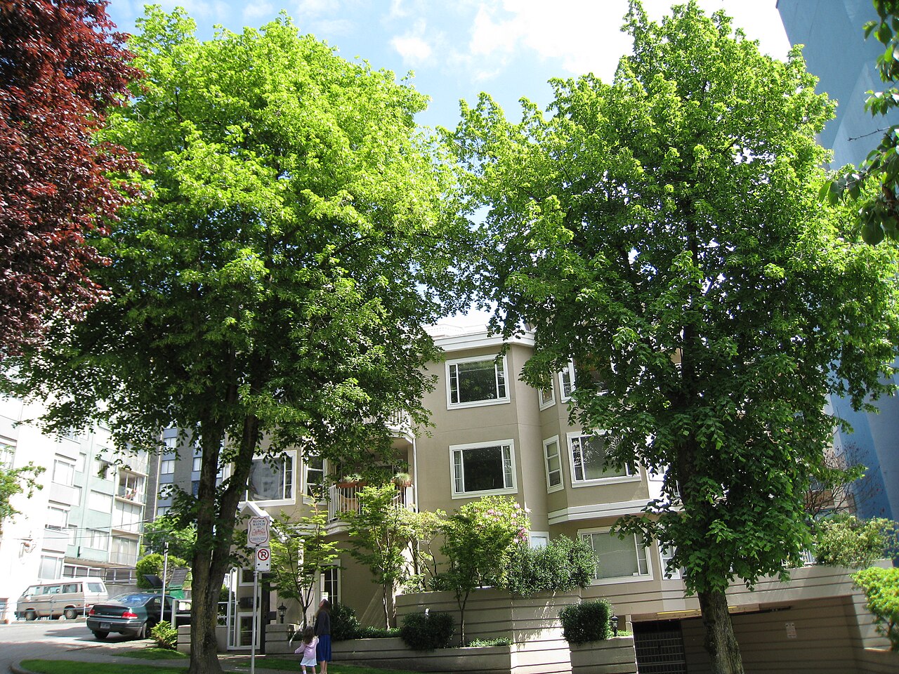 American basswood: Tilia Americana, called Basswood or Lime, on Nicola east side south of Burnaby St.